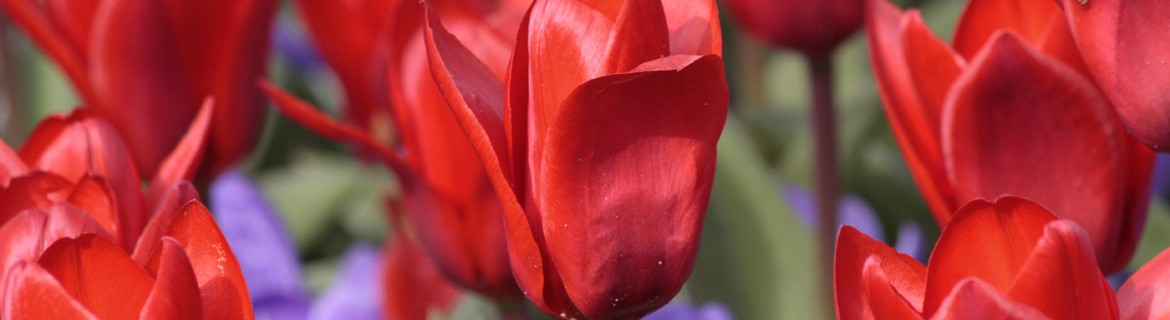 Tulip Izzy|Bloeit al in begin april